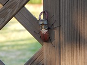 Pokusy a pozorování